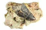 Carcharodontosaurus Tooth In Rock - Dekkar Formation, Morocco #299132-1